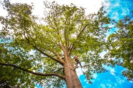 How Our Tree Care Process Works  in  West Branch, IA